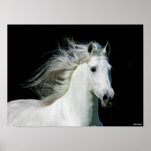 Poster Bob Langrish   Grey Andalucian Stallion Headshot