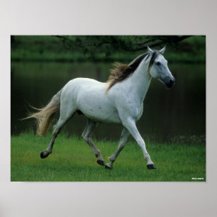 Poster Bob Langrish   Grey Andalucian Stallion Running