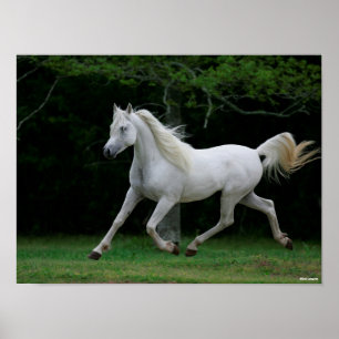 Poster Bob Langrish   Grey Arab Running