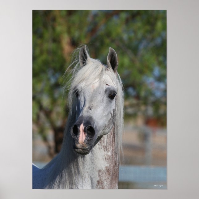 Poster Bob Langrish | Grey Arab Stallion Headshot (Devant)