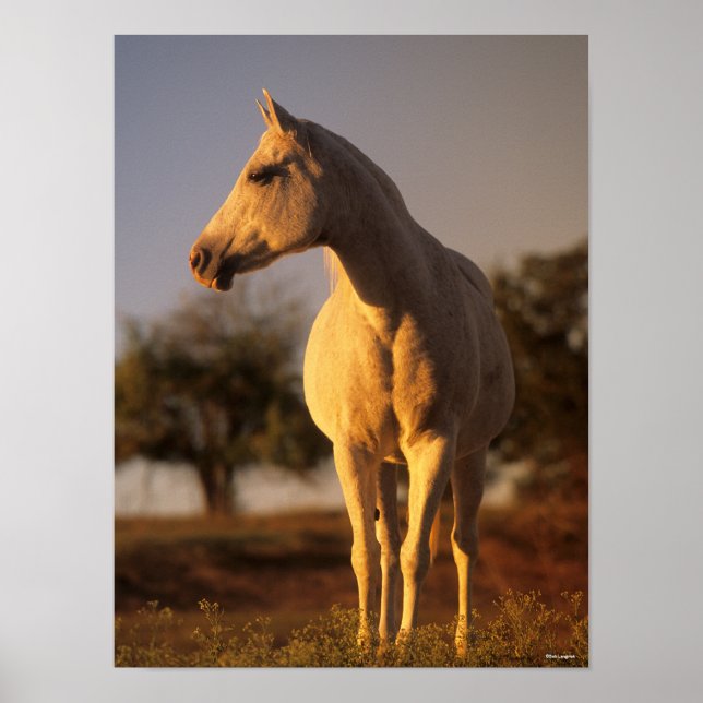 Poster Bob Langrish | Grey Arab Standing (Devant)