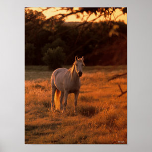 Poster Bob Langrish   Grey Arab Standing at Sunset