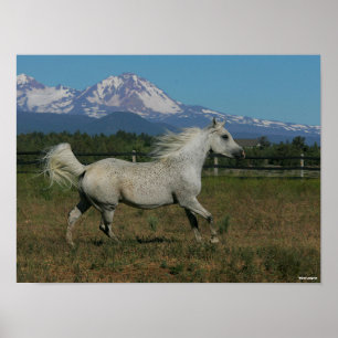 Poster Bob Langrish Grey Arrière - plan arabe de la mont