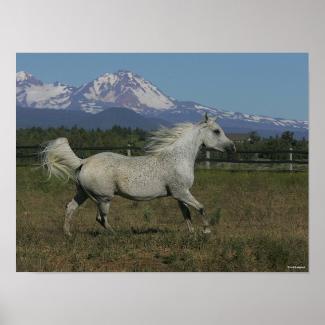 Poster Bob Langrish Grey Arrière - plan arabe de la monta (Devant)