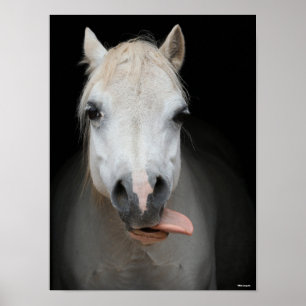 Poster Bob Langrish Gris Gallois Pony Avec La Langue