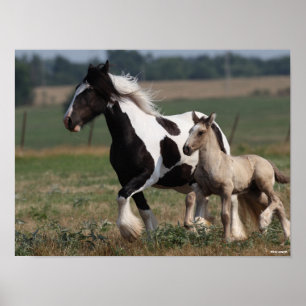 Poster Bob Langrish Gypsy Vanner Mare et Foal Running