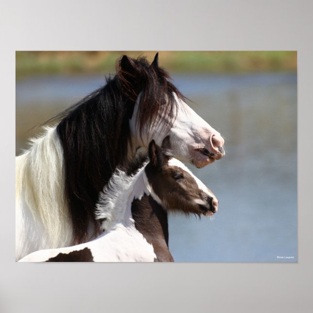 Poster Bob Langrish | Gypsy Vanner Mare et Foie Capture d (Devant)