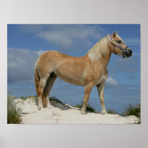 Poster Bob Langrish   Haflinger Debout Sur La Plage