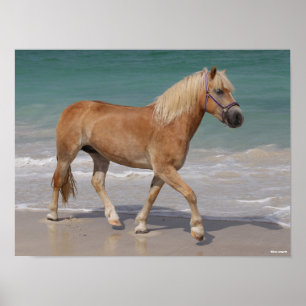Poster Bob Langrish   Haflinger Marcher Sur La Plage