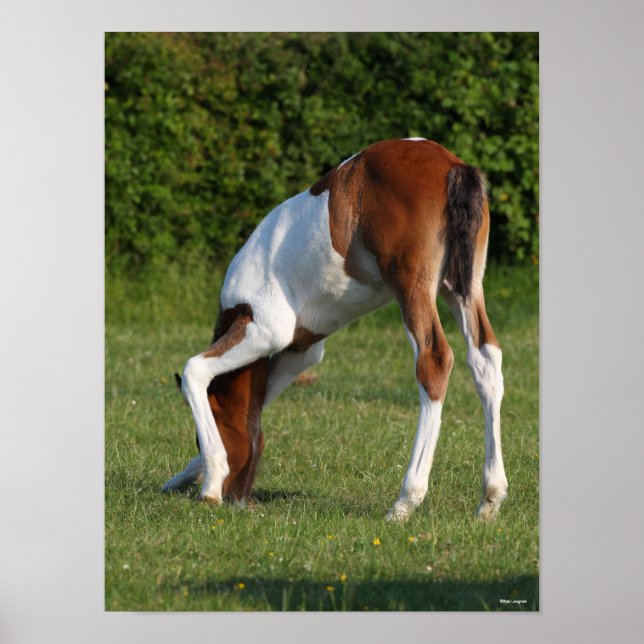 Poster Bob Langrish | Irlandais Sport Cheval Pâturage de  (Devant)