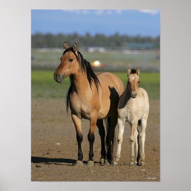 Poster Bob Langrish Kiger Mustang Mare and Foal Standing (Devant)