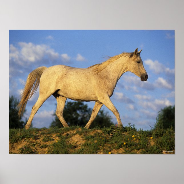 Poster Bob Langrish | Marche arabe grise (Devant)