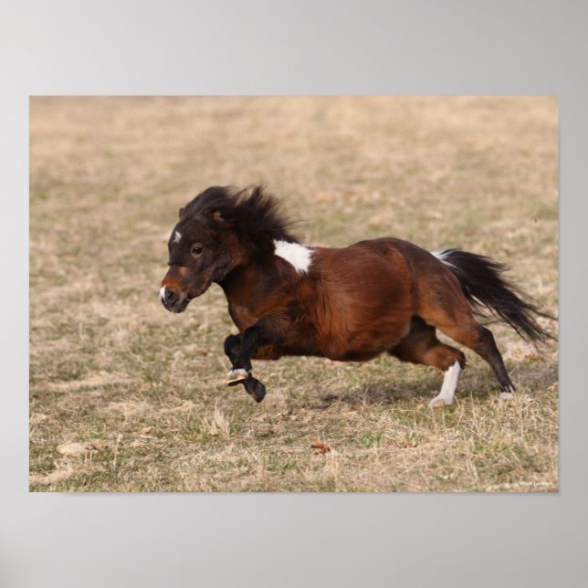 Poster Bob Langrish | Miniature Pony Running Fast (Devant)