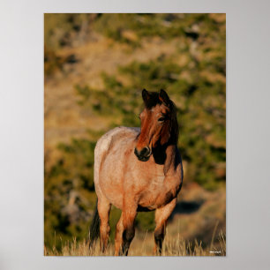 Poster Bob Langrish   Mustang Horse Standing