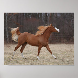 Poster Bob Langrish   Overo Paint Horse Running