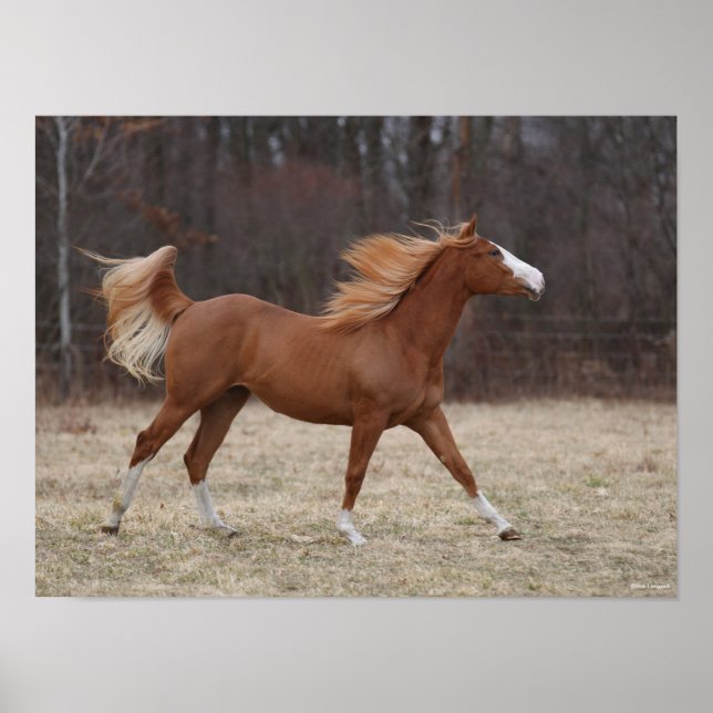 Poster Bob Langrish | Overo Paint Horse Running (Devant)