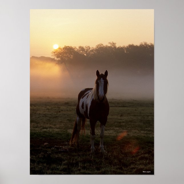 Poster Bob Langrish | Paint Horse Debout Mist Sunrise (Devant)