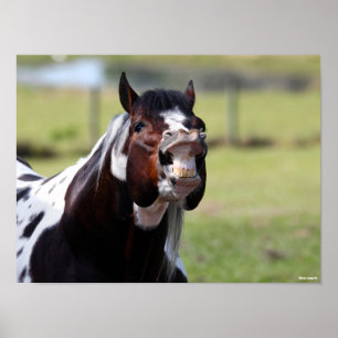 Poster Bob Langrish   Paint Horse Stallion Flehmen