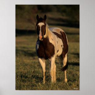 Poster Bob Langrish Paint Horse Standing