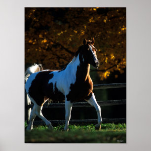 Poster Bob Langrish Paint Horse Walking Backlight Autom
