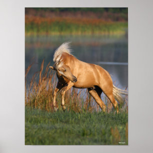 Poster Bob Langrish   Palomino Lusitano Stallion Bucking