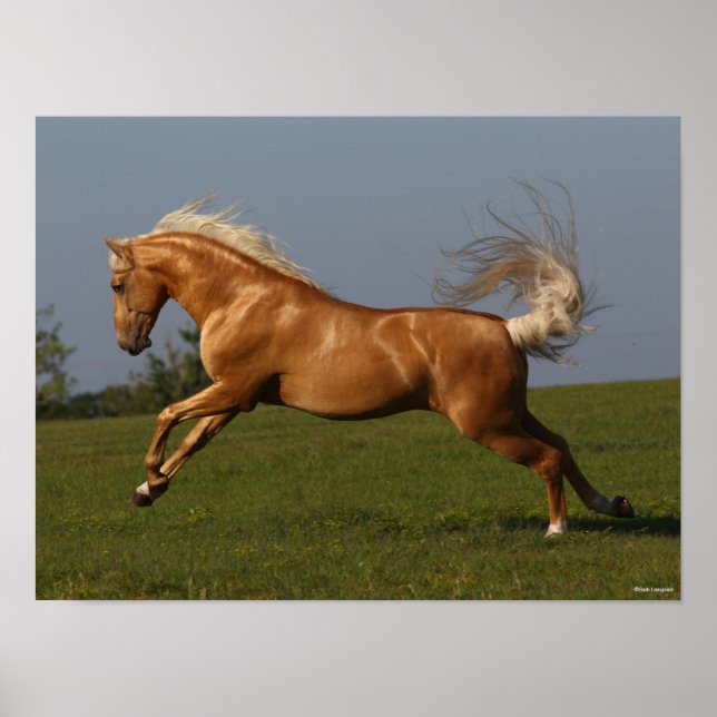 Poster Bob Langrish | Palomino Lusitano Stallion Leaping (Devant)