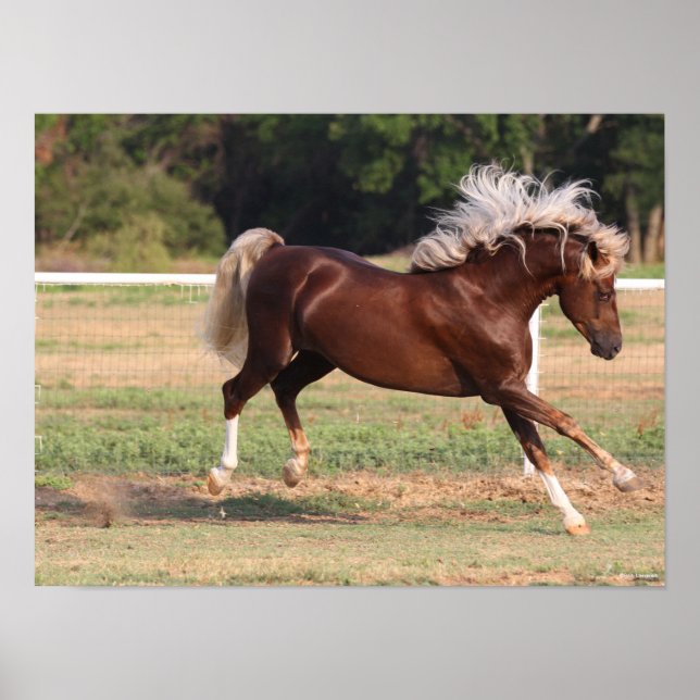 Poster Bob Langrish | Palomino Morgan Horse Bucking (Devant)