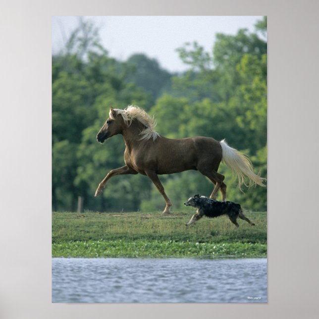 Poster Bob Langrish | Palomino Tennessee Walker and Dog (Devant)