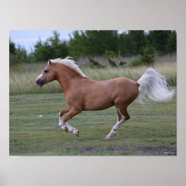 Poster Bob Langrish | Palomino Welsh Pony Running (Devant)