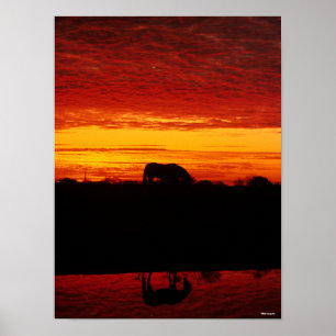 Poster Bob Langrish   Pâturage arabe à cheval au couche