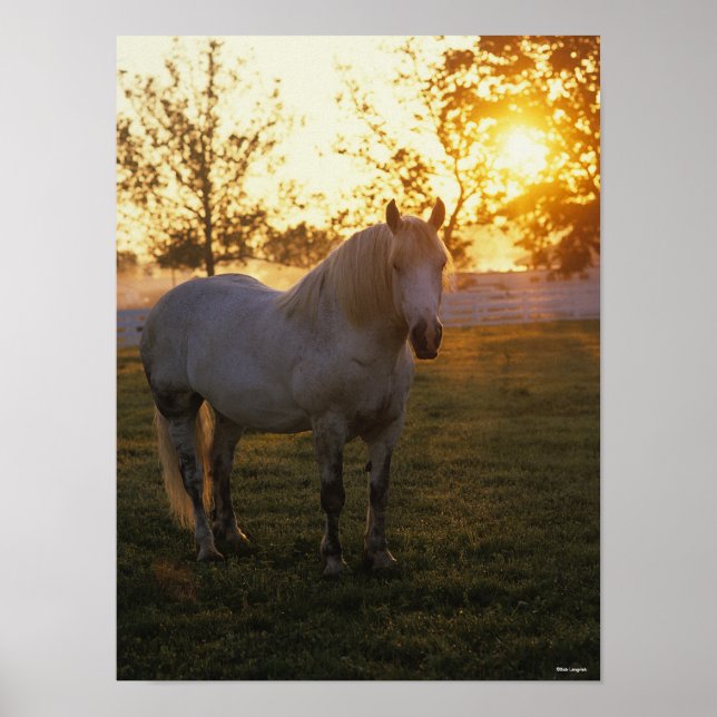Poster Bob Langrish | Percheron gris debout Au coucher Du (Devant)