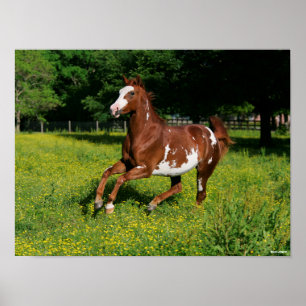 Poster Bob Langrish   Pinto Oldenburg Courir en fleurs