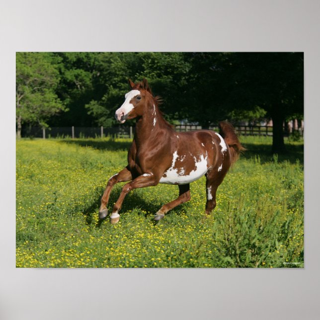 Poster Bob Langrish | Pinto Oldenburg Courir en fleurs (Devant)