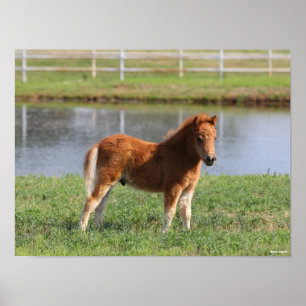 Poster Bob Langrish   Poisson de poney miniature debout
