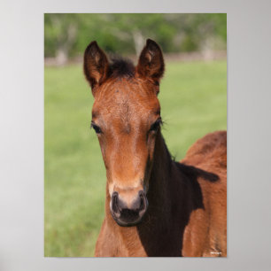 Poster Bob Langrish   Quarter Horse Foal Headshot