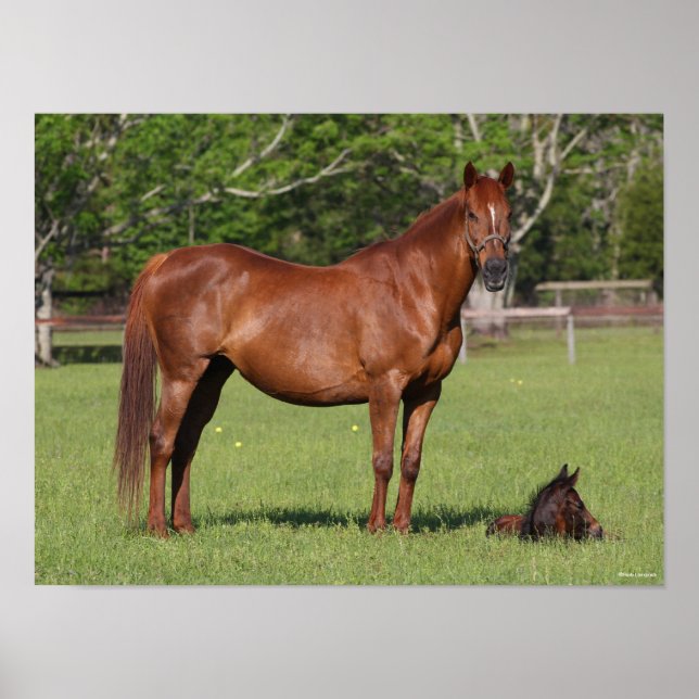 Poster Bob Langrish Quarter Horse Mare and Foal Standing (Devant)