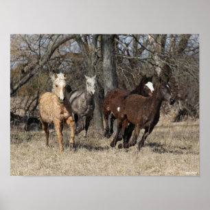 Poster Bob Langrish   Quatre Chevaux De Courbe Bashkir Co