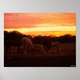 Poster Bob Langrish Quatre chevaux pâturant au coucher
