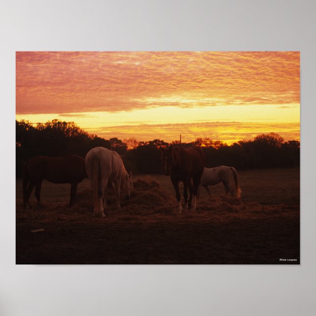 Poster Bob Langrish | Quatre chevaux pâturant au coucher  (Devant)