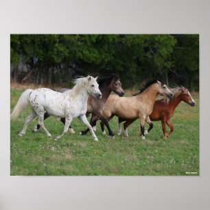Poster Bob Langrish Quatre Poney Courant Ensemble