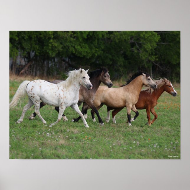 Poster Bob Langrish | Quatre Poney Courant Ensemble (Devant)