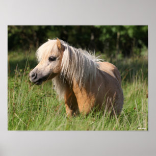 Poster Bob Langrish Shetland Pony debout en herbe longue