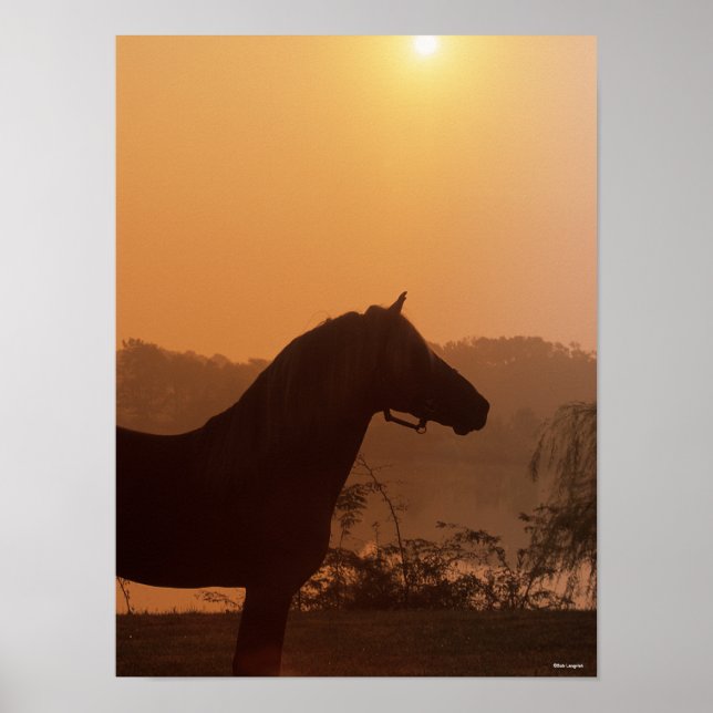 Poster Bob Langrish | Silhouette Rocky Mountain Horse (Devant)