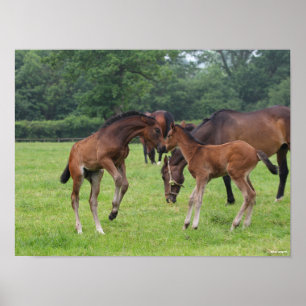 Poster Bob Langrish   Sport Horse Foals Jouer