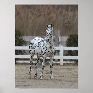 Poster Bob Langrish Spotty Appaloosa Friesian Standing