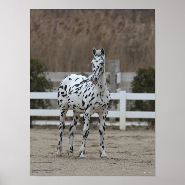 Poster Bob Langrish | Spotty Appaloosa Friesian Standing (Devant)
