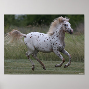 Poster Bob Langrish   Spotty Pony Of America Running