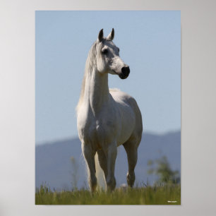 Poster Bob Langrish   Stallion arabe gris debout