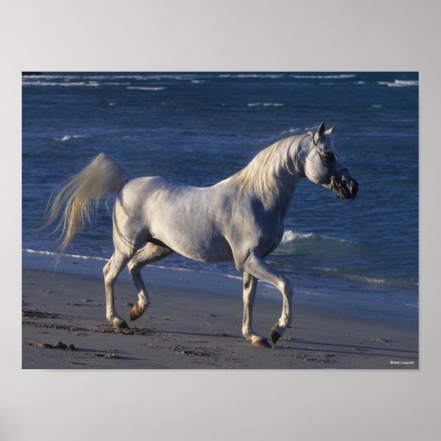 Poster Bob Langrish | Stallion Arabe Gris Marchant Sur La (Devant)