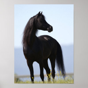 Poster Bob Langrish   Stallion arabe noire debout